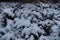 Abundant snow on shrubs of savin juniper