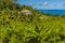 Abundant vegetation covers the slopes above the Atlantic coast of Barbados