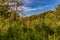 Abundant vegetation with green foliage, wild green grass and trees in the Kasteelpark Elsloo forest