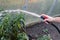 abundant water hosing of garden agricultural plants close-up, garden worker, farmer growing his crop, irrigation system concept