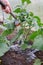 abundant water hosing of garden agricultural plants close-up, garden worker, farmer growing his crop, irrigation system concept