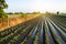 Abundant watering the potato plantation through irrigation canals. Surface irrigation of crops. European farming. Agronomy. Water