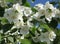 Abundant white blossoms on a Philadelphus