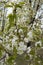 Abundant white flowers on branches of cherry in spring orchard