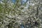 Abundant white flowers on branches pf plum in April