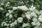 Abundant white flowers of common hawthorn