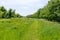 Abundant wild green grass on an open esplanade between leafy trees in Dutch countryside