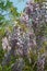 Abundant wisteria blooms open in the late-spring sunshine