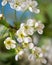 Abundantly blooming apple tree branchclose-upAbundantly blooming apple tree branch, delicate defocused frame