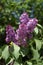 Abundantly Blooming Purple the flowers of lilac ordinary lat. SyrÃ­nga vulgÃ¡ris on a background of green foliage in spring