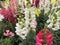 Abundantly blooming Snapdragon Latin - Antirrhinum