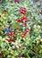 Abundantly fruiting bilberry