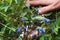 Abundantly fruiting Kamchatka berry Lonicera caerulea bush. Fruit presentation