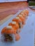 Aburi mentai sushi roll