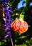 Abutilon Chinese Lantern Flowering Maple Plants