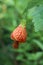 Abutilon flower