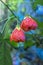 Abutilon hybridum CHINESE LANTERN hanging colorful flower