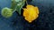 Abutilon indicum Indian abutilon fruit flower close up