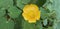 Abutilon mauritianum back green leaf