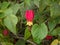 Abutilon megapotamicum red flower
