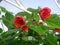 Abutilon red flowers