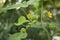 Abutilon theophrasti plant