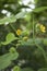 Abutilon theophrasti plant