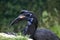 Abyssian Ground Hornbill or Norhtern Ground Hornbill, bucorvus abyssinicus, Portrait of Female