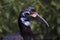 Abyssian Ground Hornbill or Norhtern Ground Hornbill, bucorvus abyssinicus, Portrait of Female