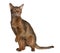 Abyssinian (9 months old)