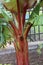 An Abyssinian Banana tree with red and green trunk and branches and red and maroon leaves