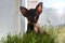 Abyssinian black cat with green eyes eats grass