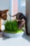 Abyssinian black cat with green eyes eats grass