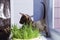 Abyssinian black cat with green eyes eats grass