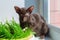 Abyssinian black cat with green eyes eats grass