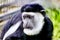 Abyssinian black and white colobus.