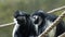 Abyssinian black and white colobus monkey