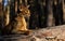 Abyssinian calm cat outdoors lying on tree trunk