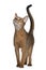 Abyssinian cat, 11 months old