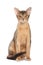 Abyssinian cat