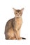 Abyssinian cat