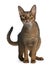 Abyssinian Cat, 14 months old, standing