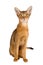 Abyssinian cat