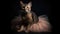 Abyssinian Cat In A Ballet Outfit Wearing On Black Background. Generative AI