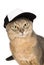 Abyssinian cat in baseball cap isolated on white