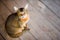 Abyssinian cat calmly stares into the camera, slightly squinting his eyes at the blurry wooden floor