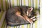 Abyssinian cat. Close up portrait of blue abyssinian female cat, sliping in chair. Pretty cat on yellow green