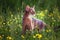 Abyssinian cat collar, close-up portrait, walks along the lawn