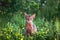 Abyssinian cat collar, close-up portrait, walks along the lawn