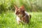 Abyssinian cat in collar, lying in juicy green grass. High quality advertising stock photo.